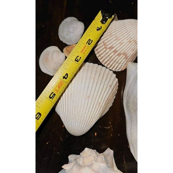 18 Lot: 16 Seashells &2 Puff Sand Dollars w/Brown Ceramic Display Bowl - Picture 5 of 12